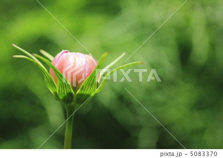 コスモスの蕾 コスモスの蕾 5083370