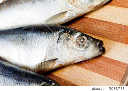 close up of Fish 5083773