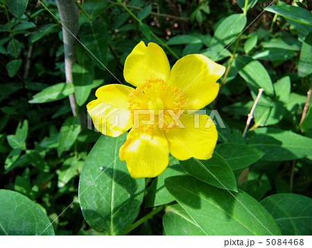 満開の金糸梅 5084468