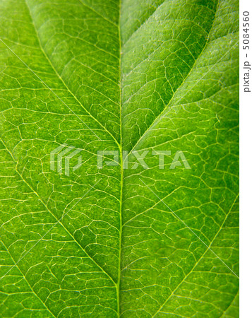 green leaf texture green leaf texture 5084560