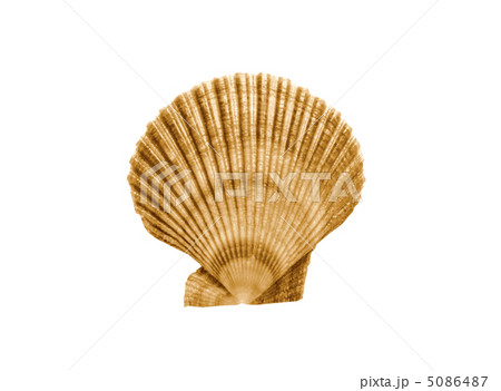Whole single fresh scallop on white background 5086487