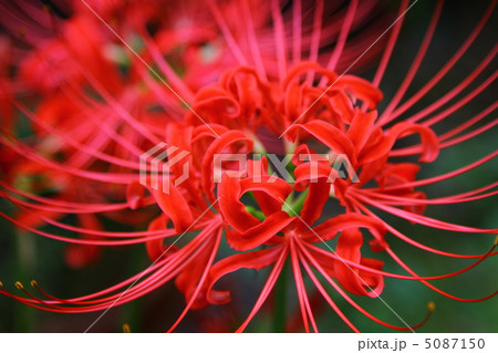 「　　　　　　　」 5087150