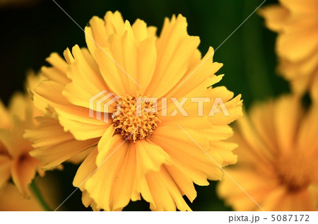 金鶏菊 5087172