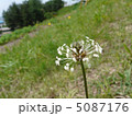 ヘラオオバコの花 5087176