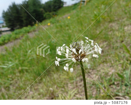 ヘラオオバコの花 5087176