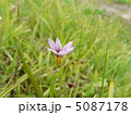 ニワゼキショウの花 5087178