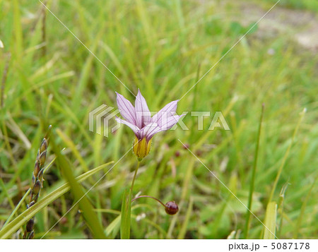ニワゼキショウの花 5087178