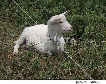 野原の子山羊 5087229