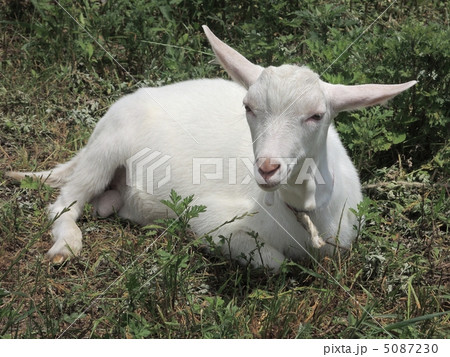 野原の子山羊 5087230