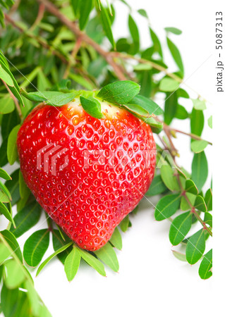 big juicy red ripe strawberries,herb and measure tape isolated o 5087313