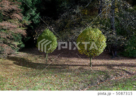 two trimmed a tree in autumn forest 5087315