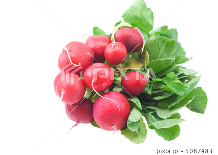 radish isolated on white radish isolated on white 5087483
