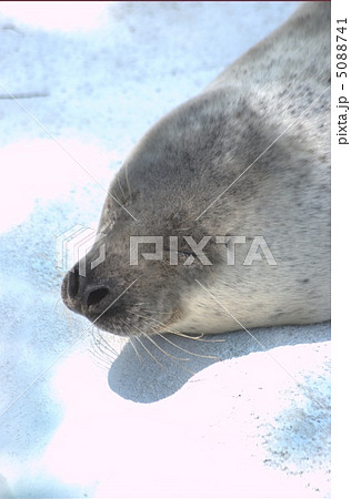 アザラシ 5088741