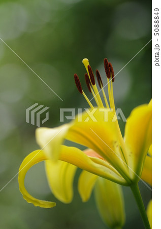 輝き 輝き 5088849