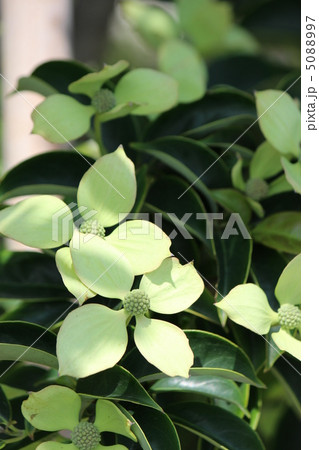 ヤマボウシ ヤマボウシ 5088997