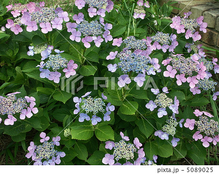紫陽花 5089025
