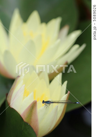 睡蓮の花にとまる青紋イトトンボ 5089026