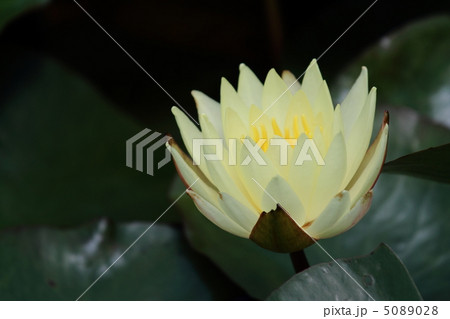 しっとりと咲く睡蓮の花 5089028