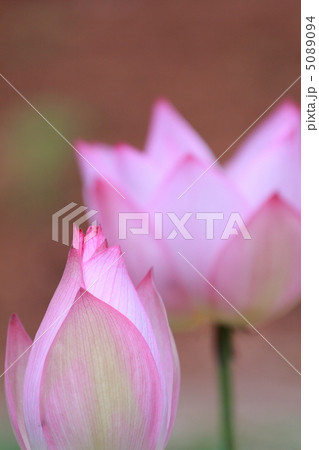ハスのつぼみと花 ハスのつぼみと花 5089094