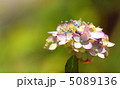 虹色紫陽花 5089136
