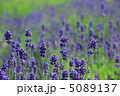 ラベンダー 5089137