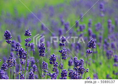 ラベンダー 5089137