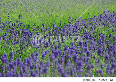 紫色の風 紫色の風 5089138