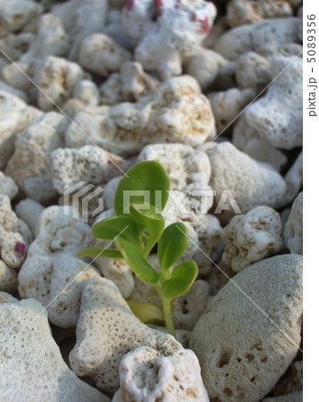 珊瑚浜の芽吹 5089356