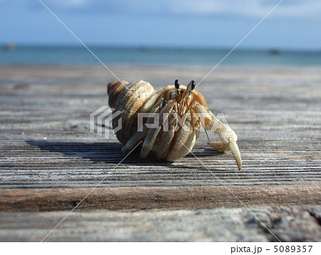 ヤドカリ ヤドカリ 5089357