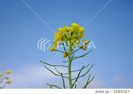 菜の花と青空 5089367