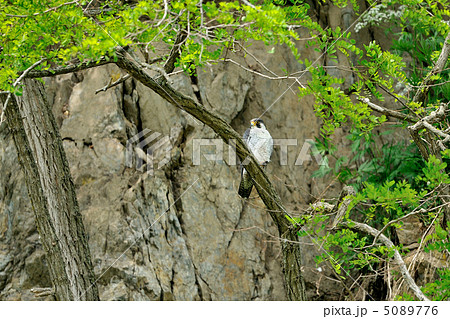 ハヤブサ 5089776