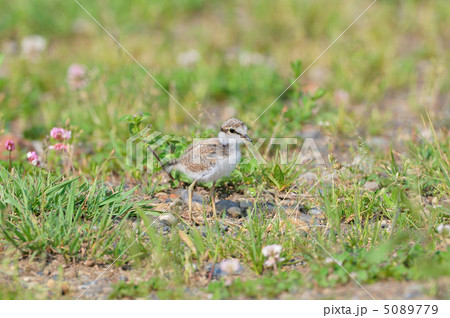 コチドリの雛 5089779