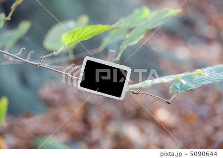 blackboard attached to a tree branch in the forest blackboard attached to a tree branch in the forest 5090644