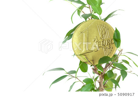 ficus and one euro coin isolated on white ficus and one euro coin isolated on white 5090917