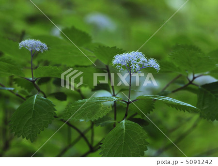 青い清楚な花 5091242