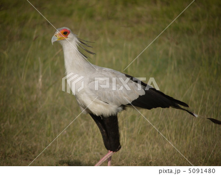 ヘビクイワシ 5091480