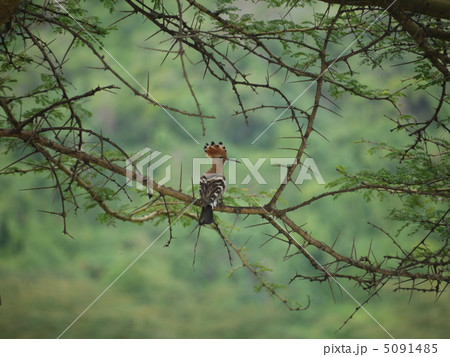 ヤツガシラ ヤツガシラ 5091485