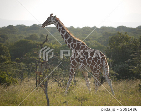 アミメキリン アミメキリン 5091486