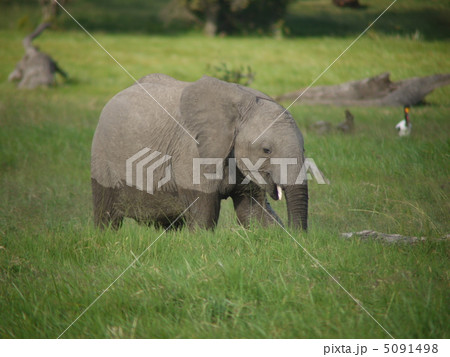 アフリカゾウ 5091498