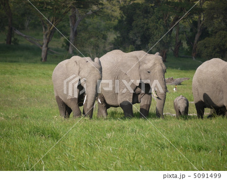 アフリカゾウ 5091499