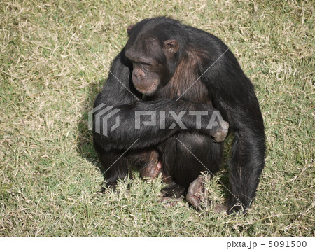 チンパンジー 5091500