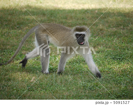 サバンナモンキー 5091527