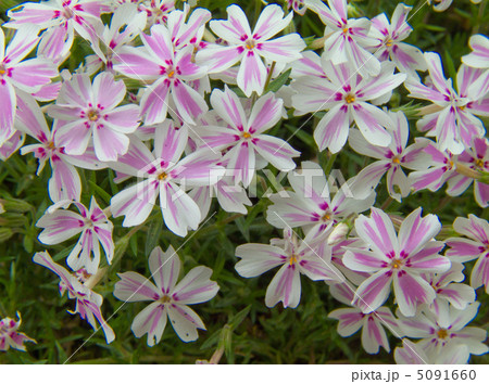 シバザクラ 5091660