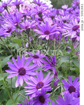 サイネリア 5091661