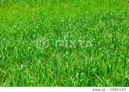 background of green grass background of green grass 5092240