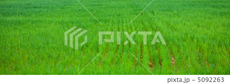 background of green grass 5092263