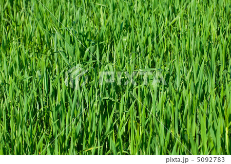 background of green grass background of green grass 5092783