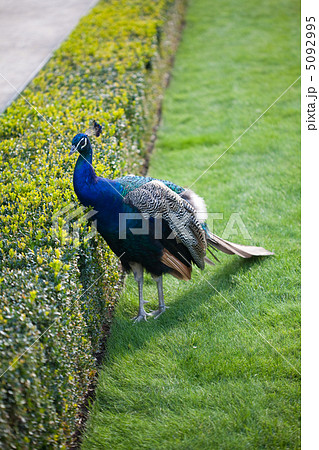 Peacocks walking on the green grass in the park 5092995