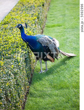 Peacocks walking on the green grass in the park Peacocks walking on the green grass in the park 5092996
