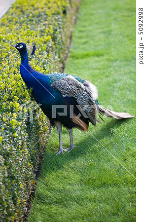 Peacocks walking on the green grass in the park Peacocks walking on the green grass in the park 5092998